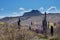 The diversity of the Arizona desert landscape with Saguaro Cactus