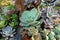 Diversity of Hens and Chicks Succulent Garden