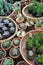 Diversity of organic plants in beautiful pots for home decor and interior on counter in flower shop