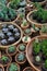 Diversity of organic plants in beautiful pots for home decor and interior on counter in flower shop