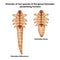 Diversity of two species of the genus Demodex parasitizing humans. Eyelash mites.Demodex folliculorum and Demodex brevis.