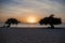 Divi Dive Trees on the shoreline of Eagle Beach in Aruba