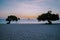 Divi Dive Trees on the shoreline of Eagle Beach in Aruba