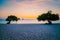 Divi Dive Trees on the shoreline of Eagle Beach in Aruba