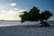 Divi Dive Trees on the shoreline of Eagle Beach in Aruba