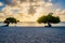 Divi Dive Trees on the shoreline of Eagle Beach in Aruba