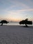 Divi Dive Trees on the shoreline of Eagle Beach in Aruba