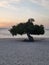 Divi Dive Trees on the shoreline of Eagle Beach in Aruba