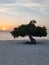 Divi Dive Trees on the shoreline of Eagle Beach in Aruba