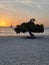 Divi Dive Trees on the shoreline of Eagle Beach in Aruba