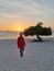 Divi Dive Trees on the shoreline of Eagle Beach in Aruba