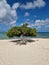 Divi Dive Trees on the shoreline of Eagle Beach in Aruba