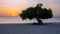 Divi Dive Trees on the shoreline of Eagle Beach in Aruba