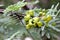 Divi-divi, Guaracabuya, Libidibia coriaria also known as Caesalpinia coriaria