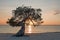 Divi divi tree on Aruba island at sunset