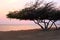 Divi divi tree on Aruba island at sunset
