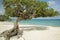 Divi divi trees on Eagle beach - Aruba