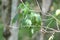 Divi kaduru or Pagiantha dichotoma is a native tree in the island which bears poisonous fruits. forbidden fruit tree in Sri Lanka