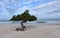 Divi Tree on Eagle Beach with Waves Crashing