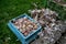 Dividing the garlic into individual onions. followed by planting in a row. man holds in his hand individual cloves of garlic. in t