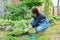 Dividing hosta bush, spring seasonal work in garden, planting flower bed in backyard.