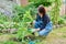 Dividing hosta bush, spring seasonal work in garden, planting flower bed in backyard.