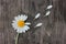 Divination on chamomile. Single daisy with torn off petals on wooden background with copy space.