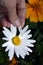 Divination on a Daisy flower. The girl tears off a petal and guesses at love. Autumn flower of love and desire. Flowering shrubs