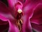 A divine closeup of a breathtaking fuchsia orchid its petals intricate and captivating. Trendy color of 2023 Viva