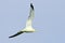 Divine seagull