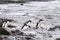 Diving adelie penguins, Paulet Island, Antarctica