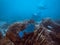 Diving at Arraial do Cabo, Rio de Janeiro, Brazil