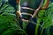 Diving beetle aquatic under water insect pond life