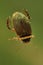 Diving beetle (Graphoderus cinereus)