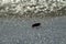 Diving beetle on ice pond