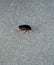 diving beetle on ice pond
