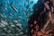 Diving in colorful reef underwater in mexico cortez sea cabo pulmo