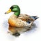 Diving into the Depths: A Vibrant Portrait of a Duck\\\'s Struggle