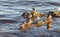 Diving duck and seagulls seabirds sitting on rocks stone on water in sea