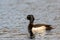 Diving duck with yellow eyes and blue beak.