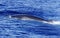 Diving Fin Whale ( Balaenoptera physalus)