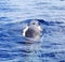 A diving Fin Whale ( Balaenoptera physalus)