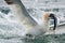 A Diving Gannet Fishing for Food off Bass Rock