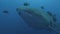 Diving with a Huge Whale shark , Darwin Arch, Galapagos