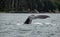 Diving Humpback Whale