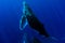 Diving with Humpback whale underwater in Moorea French Polynesia