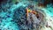Diving Maldives - Clownfish