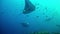 Diving Maldives - Manta Ray