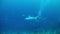 Diving Maldives - shark