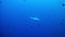 Diving Maldives - shark